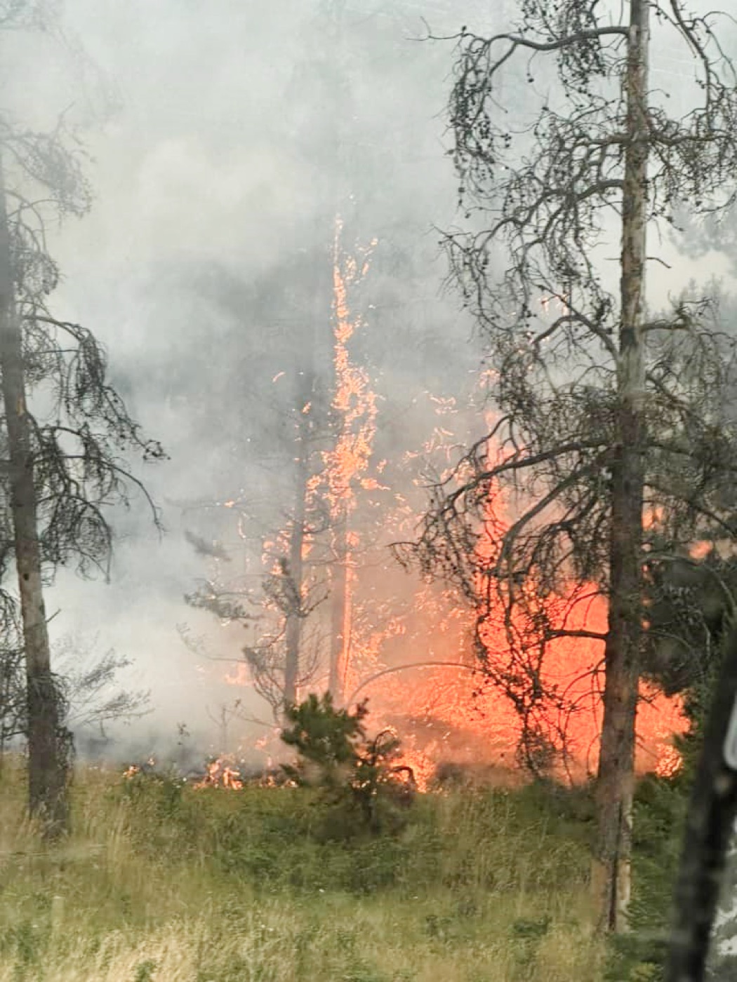 Burned forest after wildfire